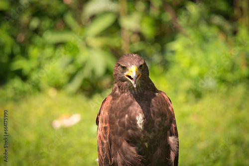 Potrait of Harris Hawk Raptor Bird