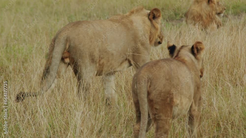 Lions at Queen Elizabeth National Park, Uganda, Leone Lions at Queen Elizabeth National Park, Uganda, Leone