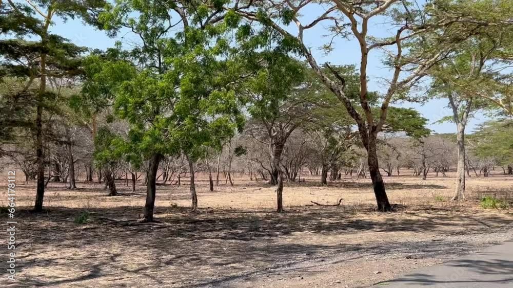 Autumn Baluran National Park. Forest Fire Ignited by Dry Grass Strip. Autumn Baluran National Park. Forest Fire Ignited by Dry Grass Strip.