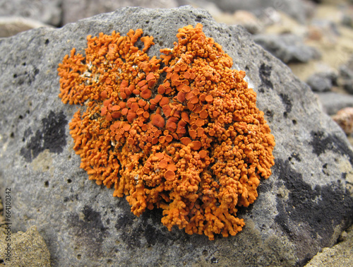 orange lichen on rock (ID: 664180342)