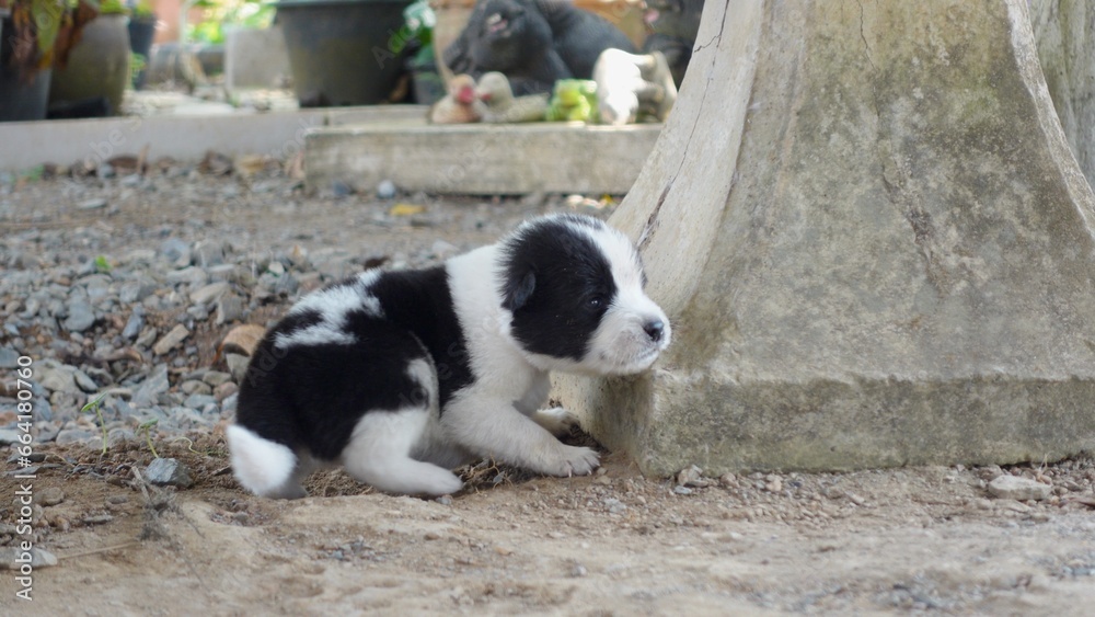 Cute puppy with white and black stripes like a panda.