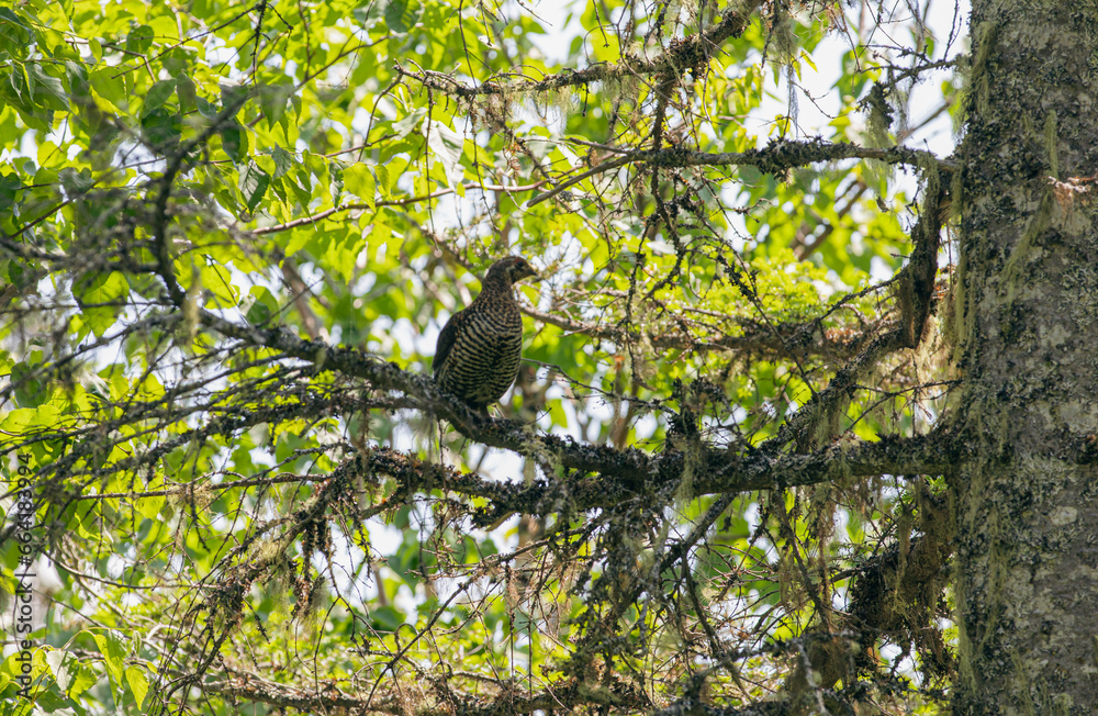 vue d'une perdrix perchée sur une branche d'arbre au feuillage vert en été lors d'une journée ensoleillée vue d'une perdrix perchée sur une branche d'arbre au feuillage vert en été lors d'une journée ensoleillée