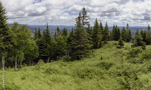 vue en hauteur d'une vallée avec des sapins verts en avant plan lors d'une journée ennuagée avec des fougères au sol