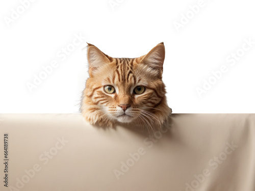 Cat Peeking Over Web Banner isolated on transparent background