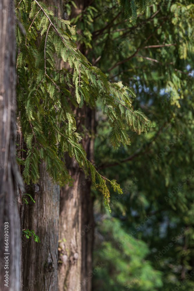 Close-up of metasequoia tree trunk and leaves. Metasequoia glyptostroboides