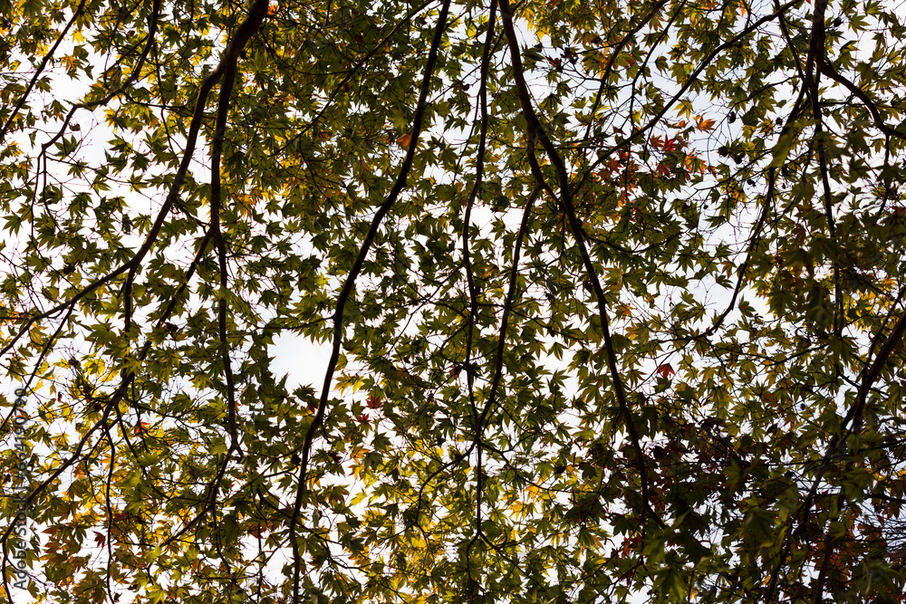 Fototapeta premium Looking up at the maple leaves blocking the autumn sunlight. maple leaf silhouette