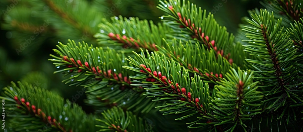 Christmas tree branches on a natural background.
