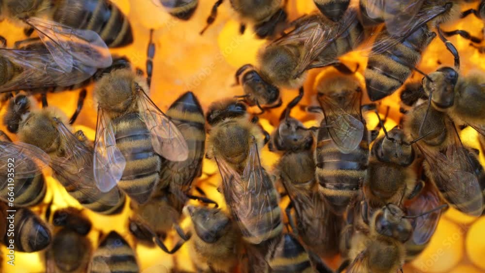 Colony bees on honeycomb in apiary. Beekeeping in countryside. Many working bees on honeycomb, closeup, macro. Detailed shot within a hive in honeycomb, wax cells with honey and pollen. Honey in combs Colony bees on honeycomb in apiary. Beekeeping in countryside. Many working bees on honeycomb, closeup, macro. Detailed shot within a hive in honeycomb, wax cells with honey and pollen. Honey in combs