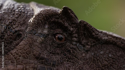 Close up shot of Velociraptor's eye