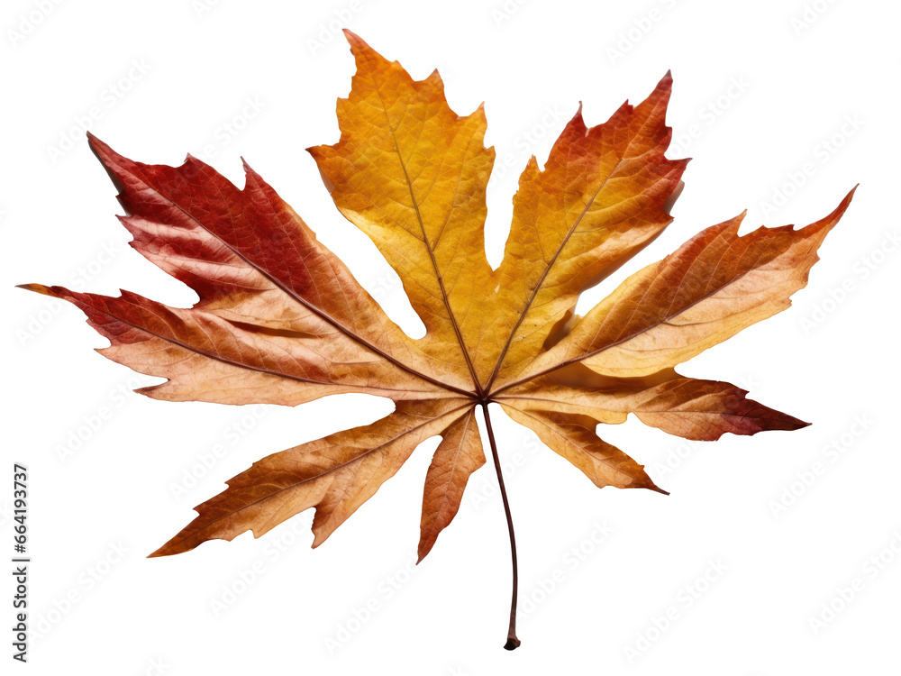 autumn leave isolated on transparent background autumn leave isolated on transparent background