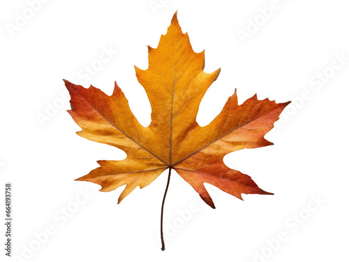 autumn leave isolated on transparent background