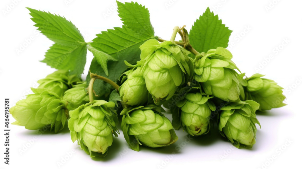 Fresh green beer hops isolated on a white background. Fresh green beer hops isolated on a white background.