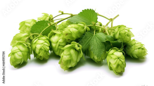 Fresh green beer hops isolated on a white background.