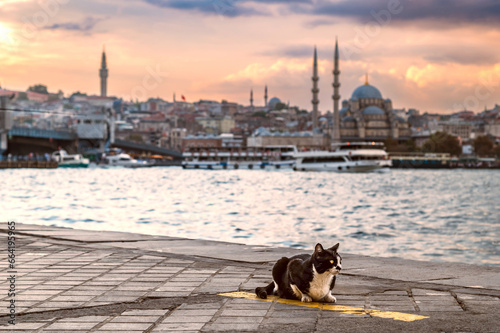 A cat on the shore of the Golden Horn Bay in Istanbul. Cats are one of the symbols of Istanbul.