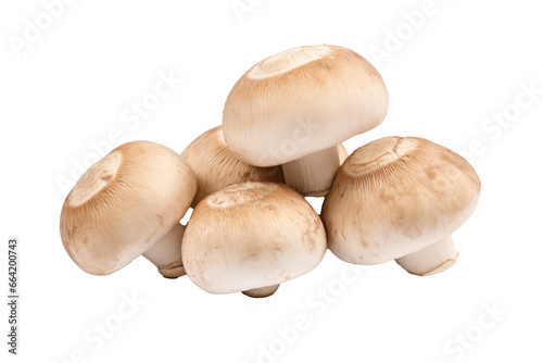  Cremini Mushroom Agaricus 