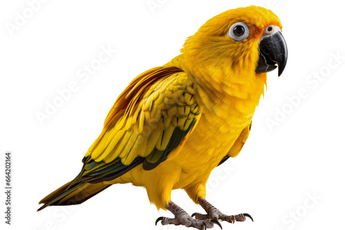 Beautifully yellow and blue parrot macaw bird isolated on a transparent background photo