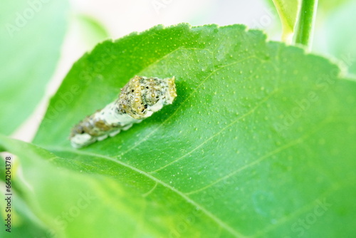屋外のグリーンのレモンの葉の上で鳥の糞に擬態するナミアゲハチョウの中齢幼虫