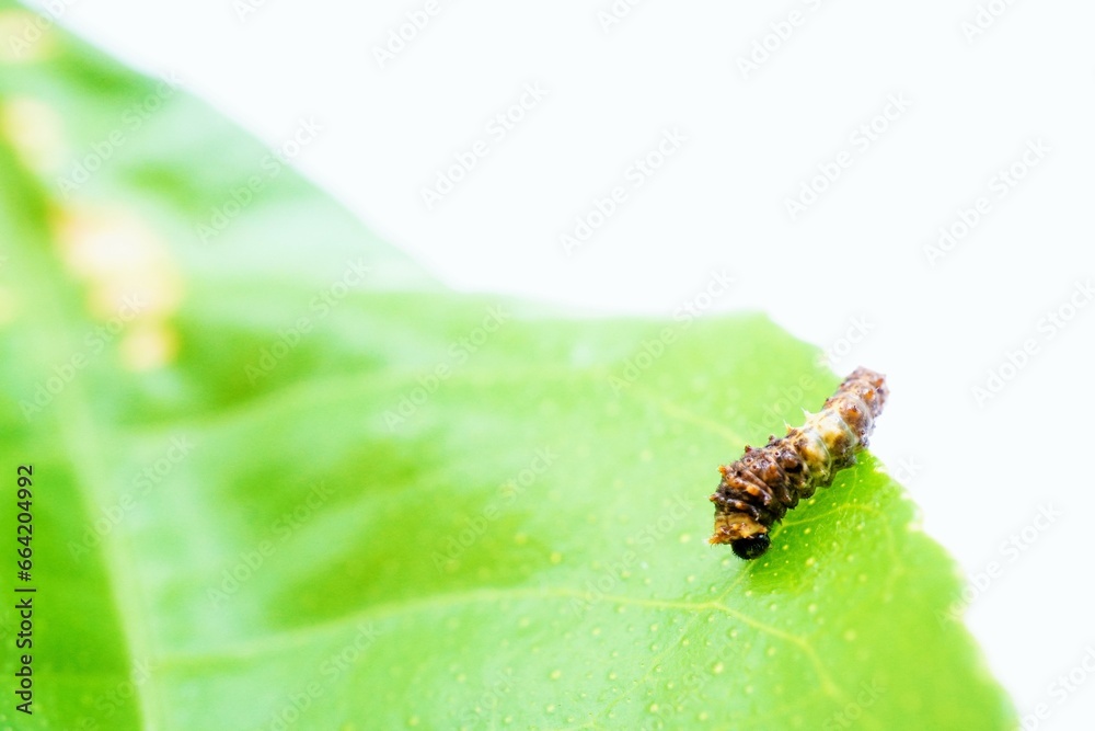 Fototapeta premium 白背景に食草の緑のレモンの葉の上で鳥の糞に擬態するナミアゲハチョウの小さな若齢幼虫