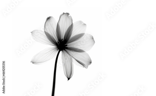 Black flower on a white background, inverted black and white, xray , transparency, symbolic images, contrast, macro, focus stacking, fashion, minimalism, presentation, microscopic, generative ai photo