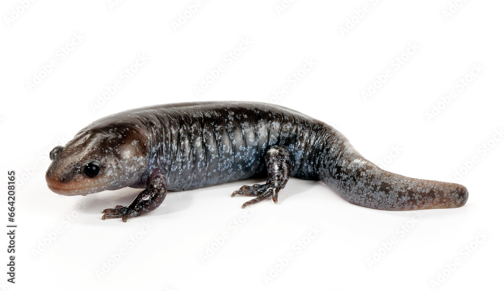 Mole salamander // Maulwurf-Querzahnmolch (Ambystoma talpoideum) Mole salamander // Maulwurf-Querzahnmolch (Ambystoma talpoideum)