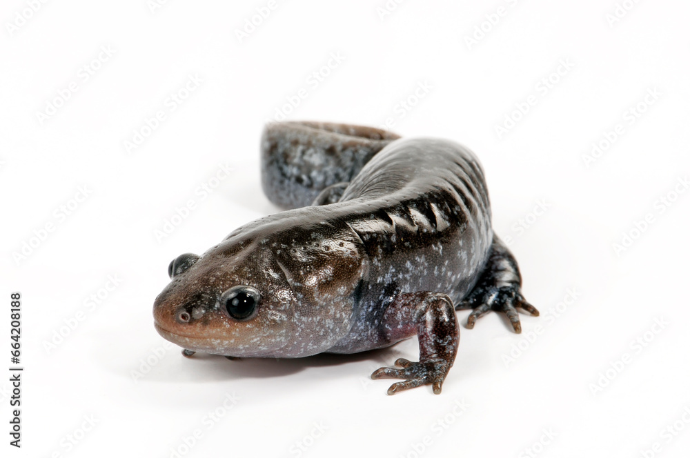 Mole salamander // Maulwurf-Querzahnmolch (Ambystoma talpoideum) Mole salamander // Maulwurf-Querzahnmolch (Ambystoma talpoideum)