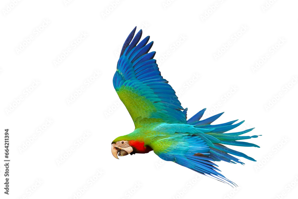Fototapeta premium Colorful flying parrot isolated on transparent background png file
