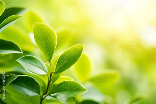 Nature of green leaf in a garden in summer under sunlight. Spring background.