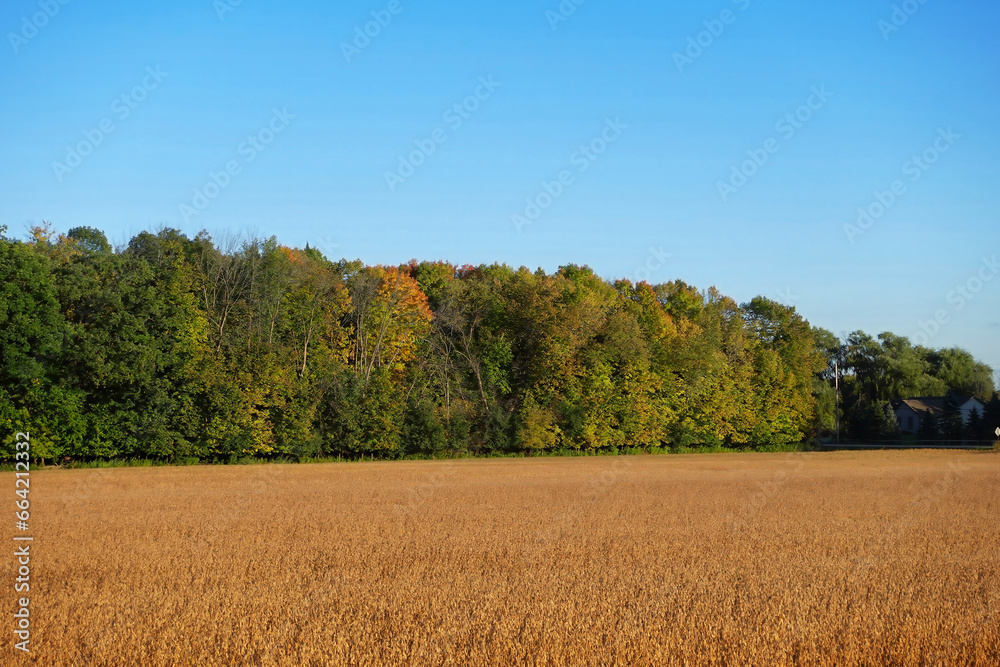 Golden Wheat Field and Colorful Trees on Autumn Afternoon Golden Wheat Field and Colorful Trees on Autumn Afternoon