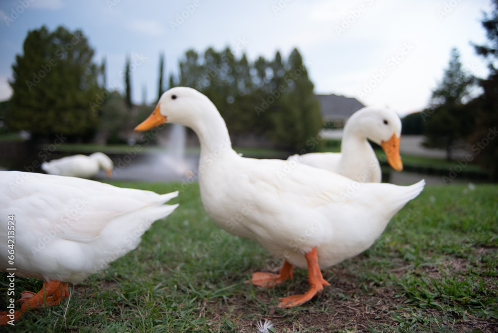 two ducks