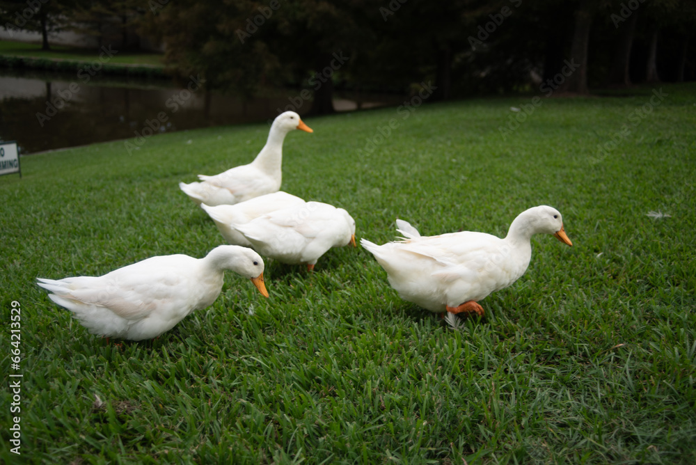 White ducks walking in park by pong White ducks walking in park by pong