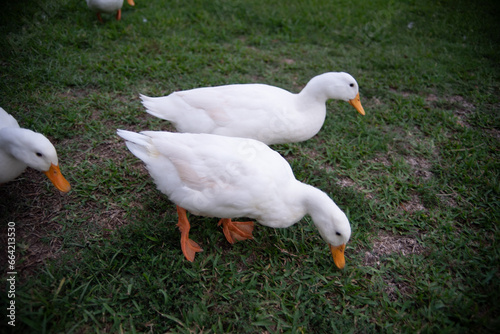 White ducks in grass