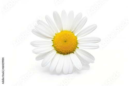 Common daisy isolated on white background.