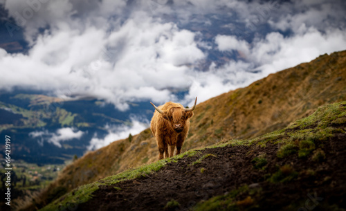 Scottish Highland cow grazing in the Dolomite mountains of Northern Italy