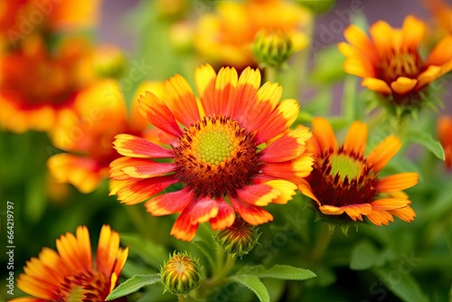 Gaillardia or Blanket Flower. Bright and Colorful Shades of Warm Tones.