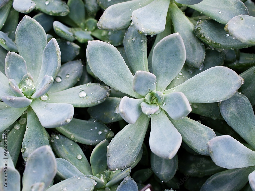 Closeup succulent plants Graptopetalum paraguayense Mother of pearl plant or Purple Ghost plant, delight ,pentandrum superbum ,purple haze ,murasaki ,leatherpetal, soft selective focus ,macro image Closeup succulent plants Graptopetalum paraguayense Mother of pearl plant or Purple Ghost plant, delight ,pentandrum superbum ,purple haze ,murasaki ,leatherpetal, soft selective focus ,macro image