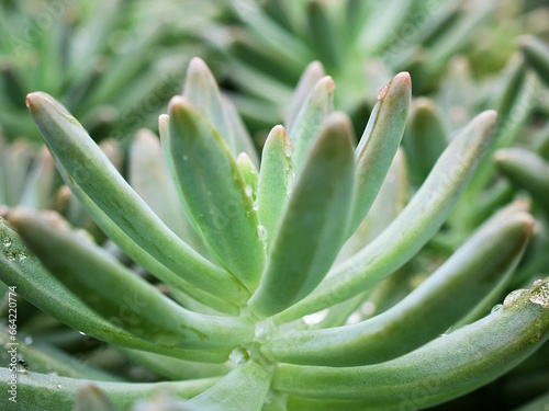 Closeup succulent plant Pachyphytum hookeri Variegata ,Salm Dyck features silvery blue-green ,Pachyphytum hookeri variegated ,pointed succulent leaves ,the leaf tips turn red ,Echeveria ,macro image , photo