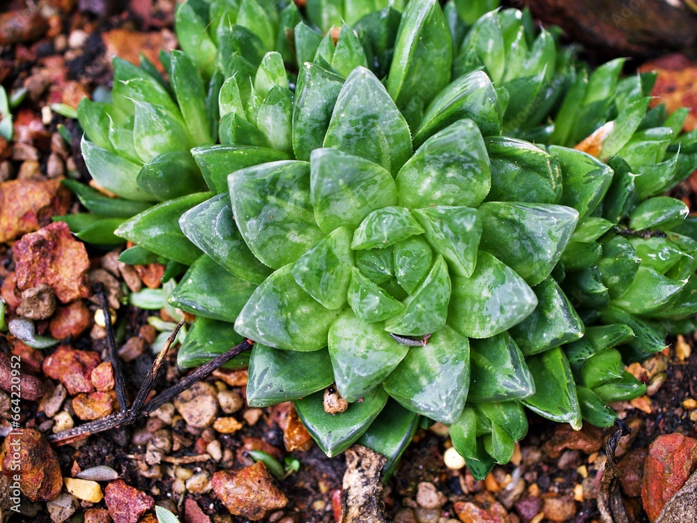 Succulent plant Haworthia mucronata ,Asphodelaceae ,Cuspidata ,Suculenta ,Ventana Haworthia cymbifomis Variegata Cactus Succulent plant Haworthia mucronata ,Asphodelaceae ,Cuspidata ,Suculenta ,Ventana Haworthia cymbifomis Variegata Cactus
