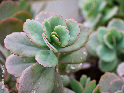  Succulent plant ,Kalanchoe fedtschenkoi variegata tricolor lavender scallops ,gray-green to purple leaves ,scalloped is a shrub forming succulent featuring thick ,Crassulaceae 