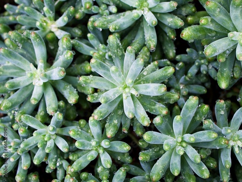 succulent plant Jelly Bean ,Sedum rubrotinctum or Sedum ,pork and beans ,Crassulaceae with soft focus ,macro succulent plant  photo