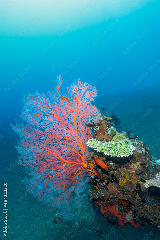 Gorgonian Coral Order alcyonacea