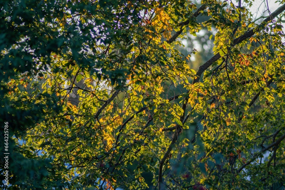 Isolated close up high resolution image of a tree changing color of its leafs to the autumn season Isolated close up high resolution image of a tree changing color of its leafs to the autumn season