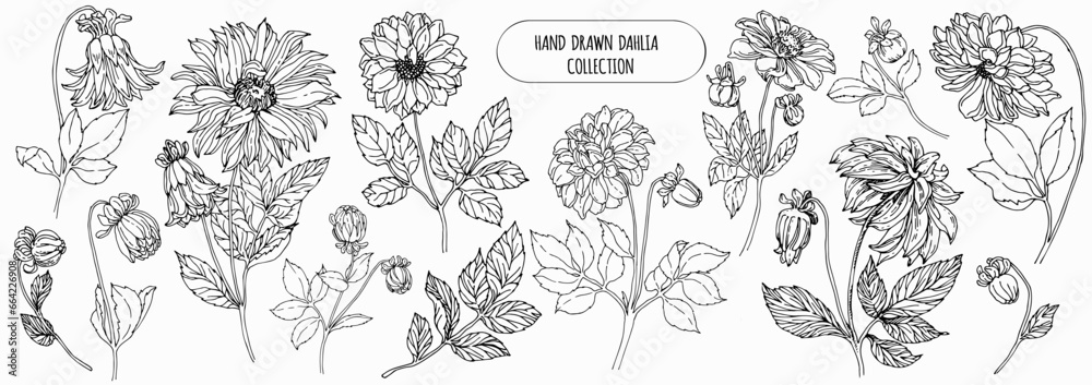 Hand drawn dahlia illustration set. Outline black line ink floral dahlias sketch. Botanical vector. Natural design flowers elements Hand drawn dahlia illustration set. Outline black line ink floral dahlias sketch. Botanical vector. Natural design flowers elements