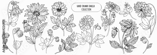 Foto Hand drawn dahlia illustration set