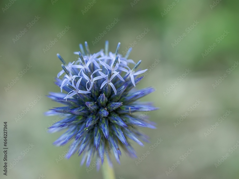 Vibrant purple ecinops banaticus flower isolated against a lush green background