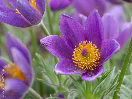Close-up of a purple pulsatilla flower with a vibrant green background