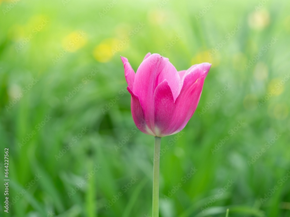 Vibrant purple tulip flower blooming in a lush green meadow with tall grasses in the background Vibrant purple tulip flower blooming in a lush green meadow with tall grasses in the background