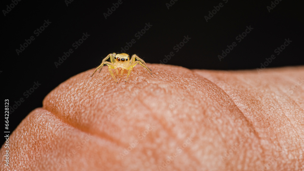 Obraz premium Tiny yellow jumping spider on finger of human, Macro photo of insect, Selective focus.