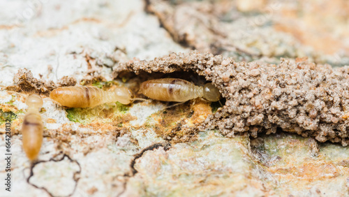 Close up of worker termites walking in nest on forest floor  Termites walking in mud tube  Small termites  Selective focus.