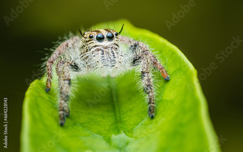 A Jumping spider on green leaf, Selective focus, Macro photos.