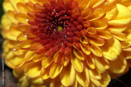 Closeup of chrysanthemum flower. Yellow chrysanthemum closeup macro photo